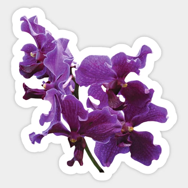 Orchids - Spray of Purple Orchids Sticker by SusanSavad